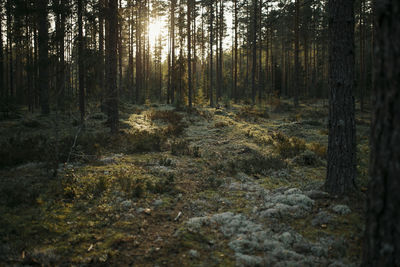 Trees growing in forest