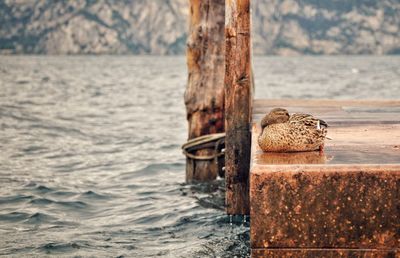 Wooden post in a sea