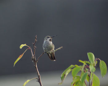 Bird perching on a plant