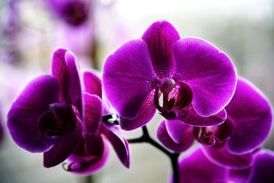 Close-up of purple orchids