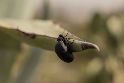 Close-up macro of bug falling on plant