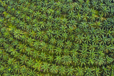 Full frame shot of plants