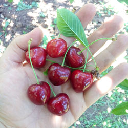 Close-up of hand holding strawberries