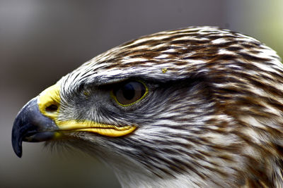 Close-up of kite