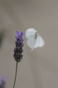 Close-up of butterfly perching on plant