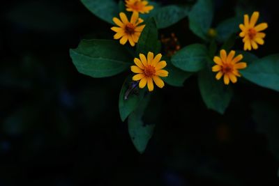 High angle view of flowering plant