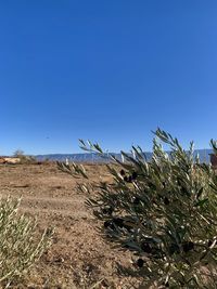 Plants growing on land against clear blue sky