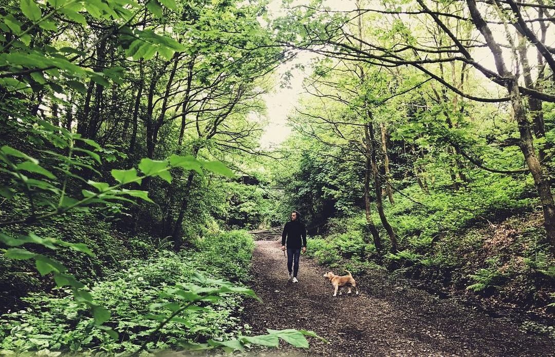 tree, animal themes, mammal, nature, forest, one animal, green color, domestic animals, day, dog, no people, landscape, growth, beauty in nature, pets, full length, outdoors