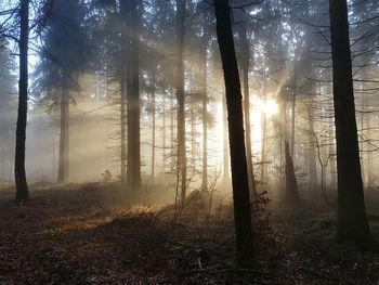 Sunlight streaming through trees in forest