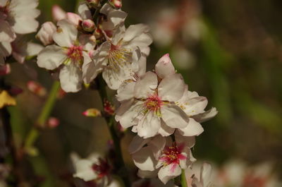 Close-up of white flowers