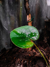 Close-up of wet leaf on land