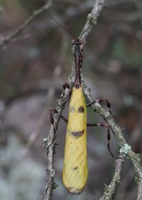 Close-up of twigs against blurred background