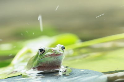 Close-up of frog in water