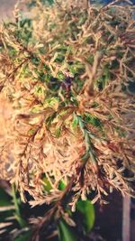 Close-up of plant against blurred background