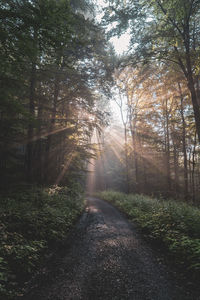 Road amidst trees in forest