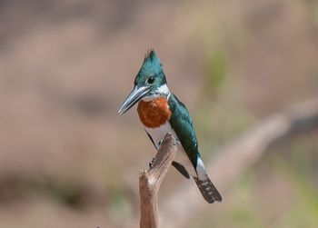 Close-up of bird perching on branch