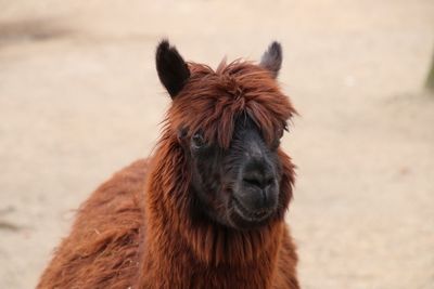 Portrait of horse