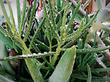 Close-up of leaves on plant