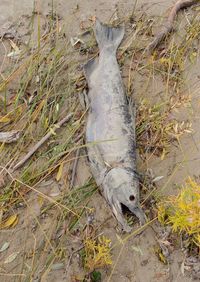 High angle view of dead fish on field