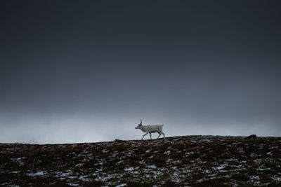 White reindeer walks across open landscape beneath dark sky, kungsleden trail, lapland, sweden