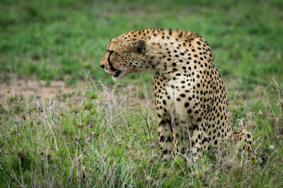 Cheetah sitting on grass in forest