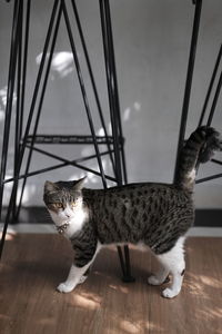 Cat on hardwood floor