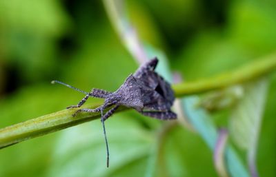 Close-up of insect on leaf