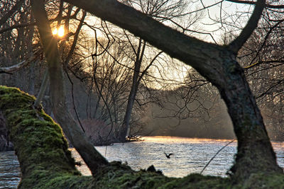 Bare tree by river against sky