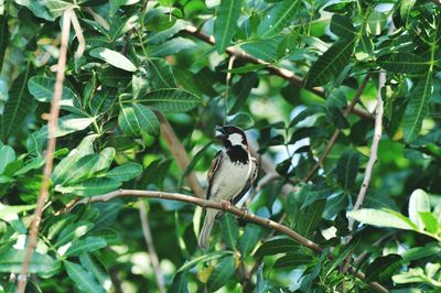 Bird perching on a tree