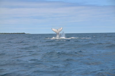 View of a bird in the sea
