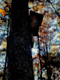 Close-up of tree trunk in forest