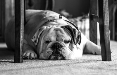 English bulldog relaxing below chair at home