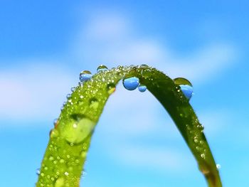 Close-up of raindrops on leaf