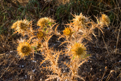 Close-up of thistle flowers