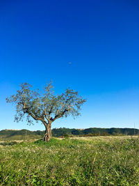 Tree growing on grassy field against clear blue sky