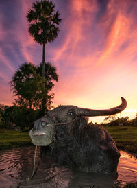 View of an animal against sky during sunset