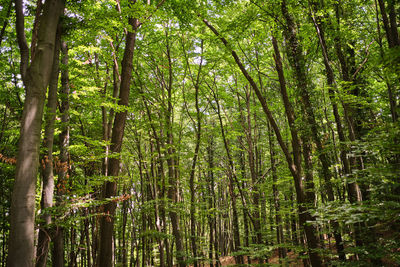 View of bamboo trees in forest