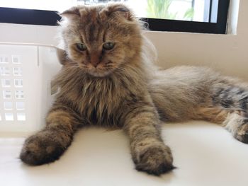 Portrait of cat sitting on table at home