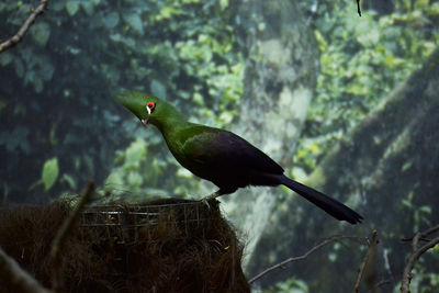 Close-up of bird perching on tree