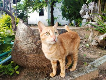 Portrait of a cat sitting