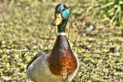 Close-up of bird