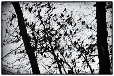 Low angle view of silhouette bare trees against sky