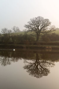 Bare tree by lake against sky