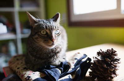 Portrait of cat relaxing at home