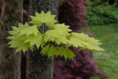 Close-up of plant growing on tree trunk