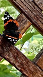 Close-up of butterfly perching on wood