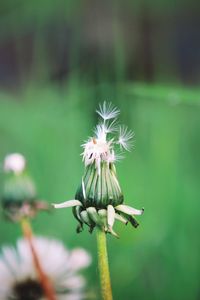 Close-up of dandelion flower