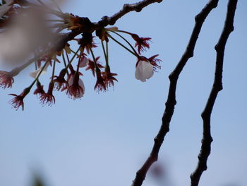 Low angle view of cherry blossoms against clear sky