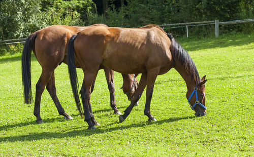 Horses grazing on field