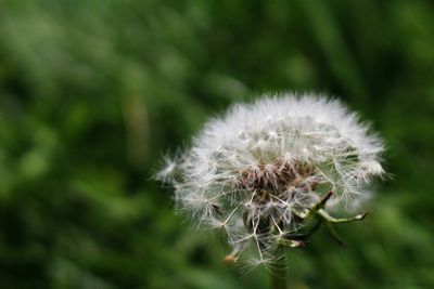 dandelion